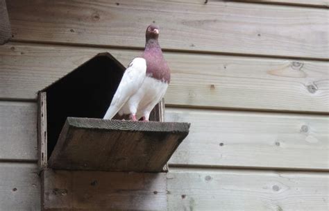 Pigeon Keeping for Beginners: What You Need To Know – Pigeonpedia