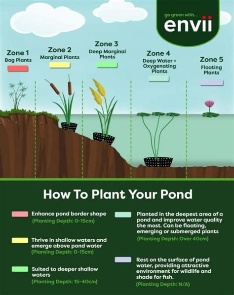 Pond Plants: A Beginner's Guide • Envii