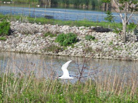 Bird & Travel Photos, Birding Sites, Bird Information: COMMON TERN IN ...