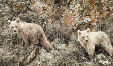 Syrian-brown-bear-cubs - World Land Trust