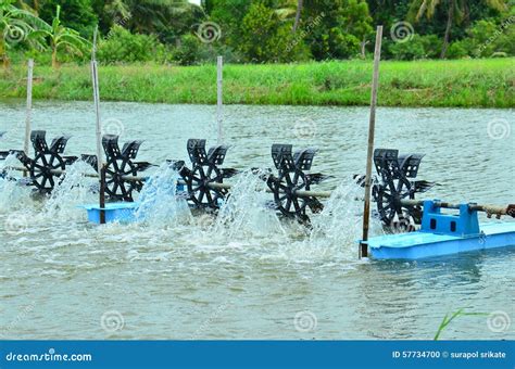 Shrimp farming stock photo. Image of occupation, fisheries - 57734700