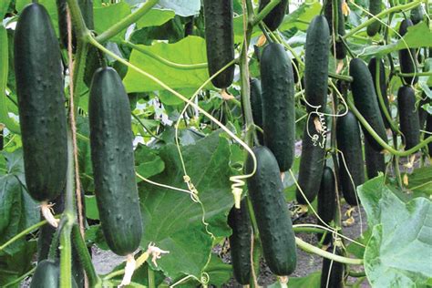 15 Cucumber Varieties Great for 2019 - Growing Produce