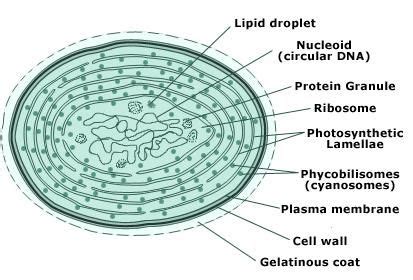 Cyanobacteria,thallus,cell Structure | Tutorvista.com | Plasma membrane, Typical plant cell ...