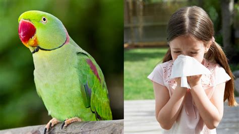 Parrot Fever: Symptoms, Prevention, Treatment And All You Need To Know