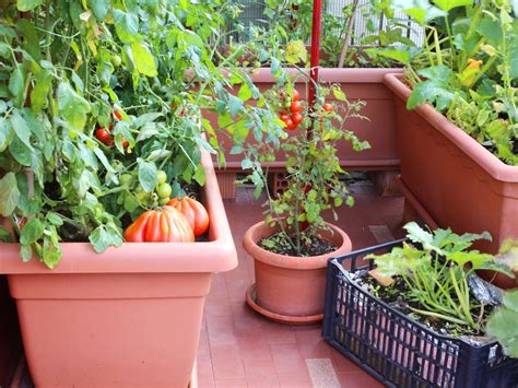 Container Gardening - Growing Vegetables In Containers