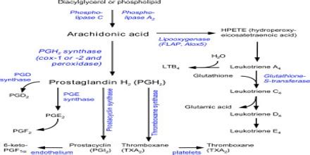 About Thromboxane - Assignment Point