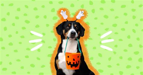 Trick-Or-Treating With Your Dog: Expert Tips For A Fun And Safe ...