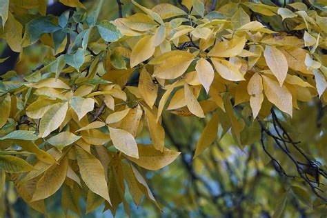 How to Grow and Care for Hickory Trees | Gardener’s Path