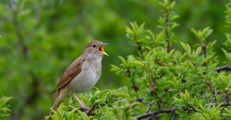 😱 Nightingale symbolism. 10 Facts And Meanings Of The Nightingale ...