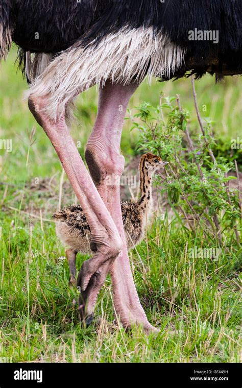 Ostrich chick hi-res stock photography and images - Alamy