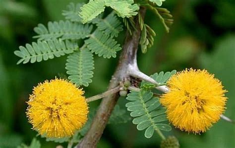 Mezquite and Huizache, Mexican trees that fertilize our soil - The ...