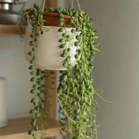 16 Indoor Plants for Sunny Spots