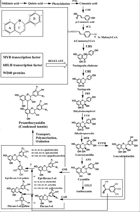 Tannin biosynthesis pathway. PAL: Phenylalanine ammonia-lyase; C4H:... | Download Scientific Diagram