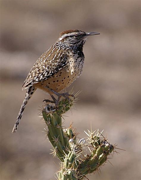 The Cactus Wren - Arizona's State Bird - Birds and Blooms