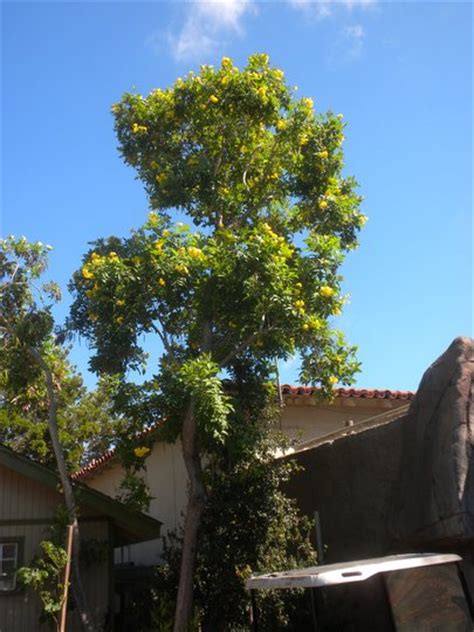 Tecoma stans - Yellow Elder Tree : Grows on You