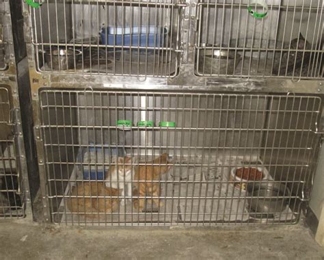 Porterville Seeks Assistance in Evaluation of Animal Control Shelter - Valley Voice