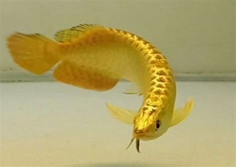 Buy Golden Arowana Fish | Golden Arowana for Sale