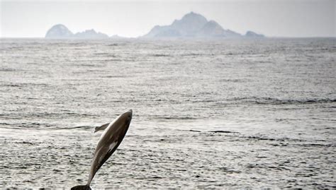 Why Is the Vaquita Going Extinct? The Most Endangered Marine Mammal