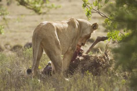 Can An Ostrich Kill a Lion? Ostrich vs Lion Fight Evidence (& More)