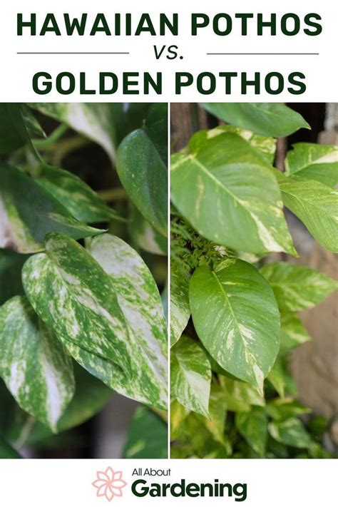 Hawaiian Pothos vs. Golden Pothos: What’s The Difference? | Golden pothos, Pothos plant, Types ...