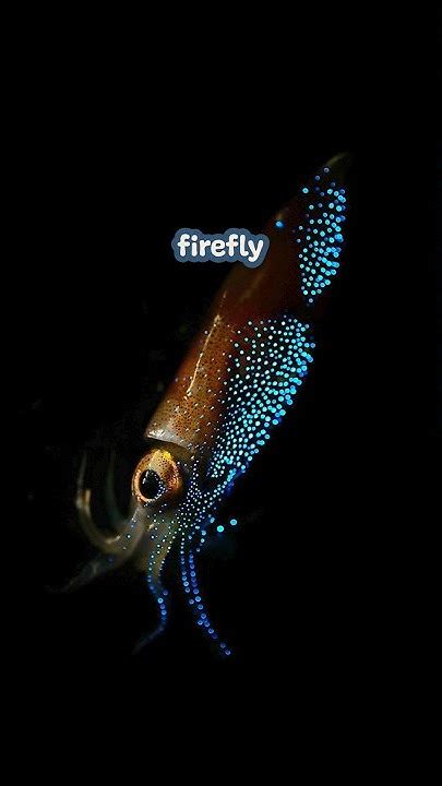 Glowing Squids | Firefly Squid | #animals #facts #ocean #shorts # ...