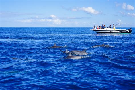 Boating and swimming with wild dolphins Mauritius [OC] [5596x3731] | Mauritius, Science and ...