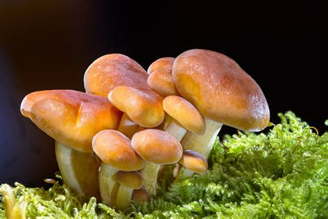 Brown mushrooms HD wallpaper | Wallpaper Flare