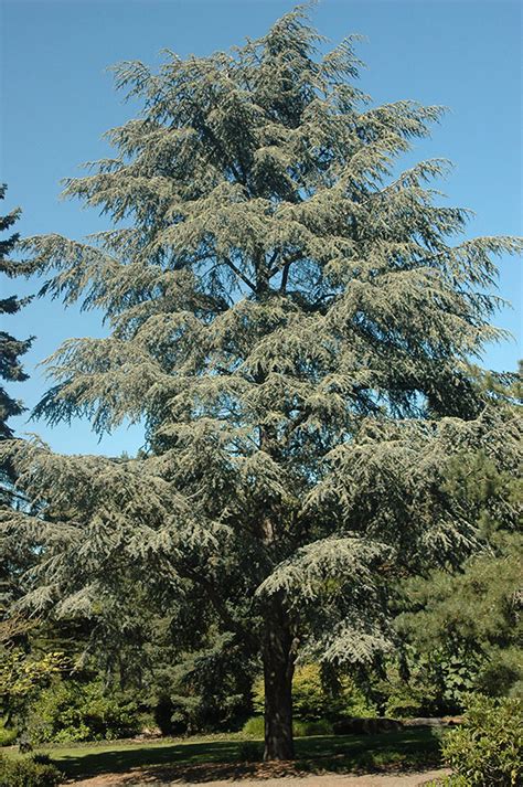 Cedrus atlantica 'Glauca' | Landscape Plants | Oregon State University