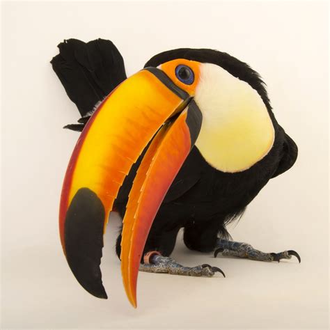 Toucan | National Geographic