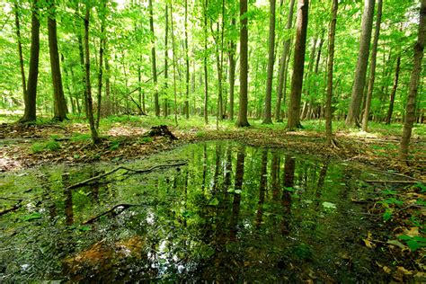 Ephemeral ponds: Seasonal habitat for wildlife | Wisconsin Wetlands Association