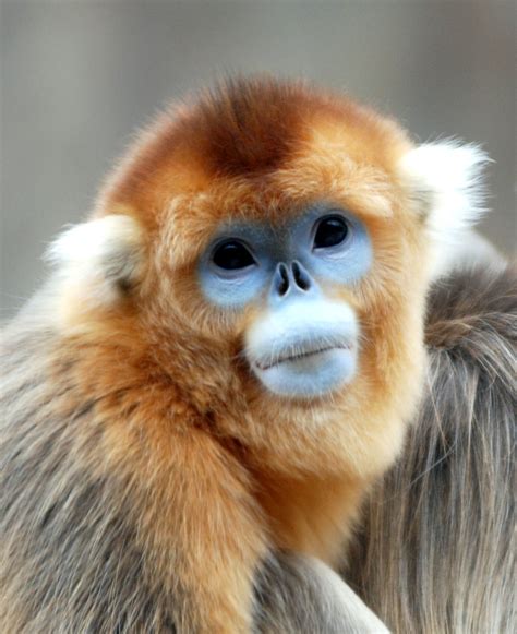 Golden snub nosed monkey | Golden snub nosed monkey @ everla… | Flickr