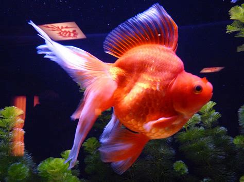 Ryukin Goldfish - Tips and Characteristics