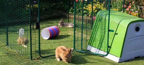 Flemish Giant Rabbit: Diet | Size | Breeding | Housing | Hutch and Cage