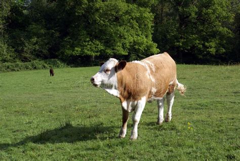 Hereford Heifer Cow. Hereford Cattle in a Farmland Stock Photo - Image of field, nature: 58030970