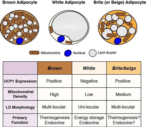 Adipocytes