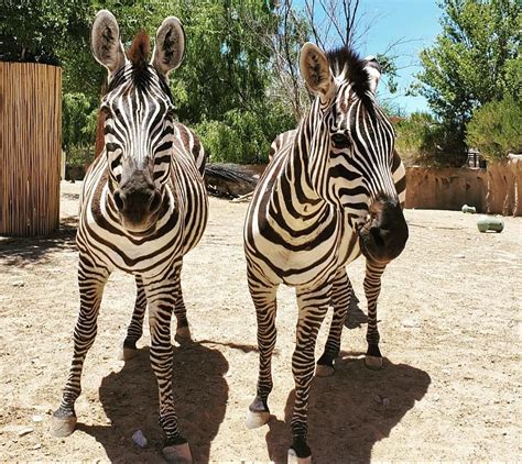 El Paso Zoo Extended Hours Bring Evening Fun to Saturdays in July