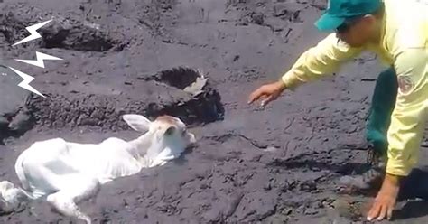 Animals Stuck In Mud Get Help From Brave Strangers - Videos - The Dodo