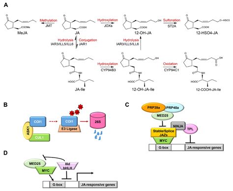 IJMS | Free Full-Text | Jasmonate Signaling Pathway Modulates Plant ...