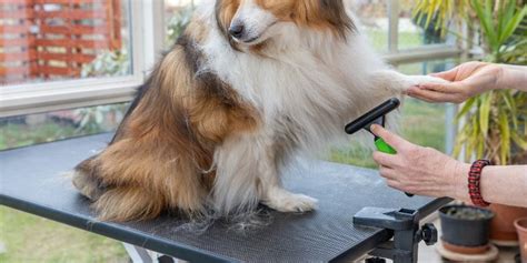 Your Guide On How To Make A DIY Dog Grooming Station At Home