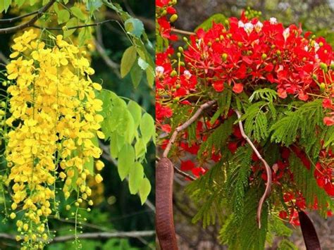 Gulmohar tree: Gulmohar benefits: Knowing these benefits of Gulmohar ...