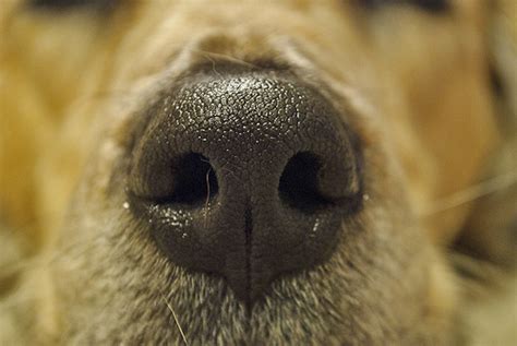 6 Reasons Your Dog Has a Dry Nose (Vet-Approved Content)