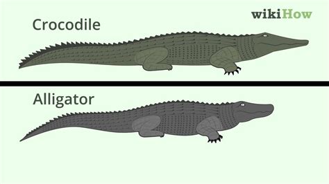 How to Tell the Difference Between a Crocodile and an Alligator