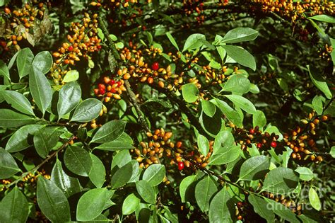 Coca Erythroxylum Coca Leaves And Fruit Photograph by Gregory G ...