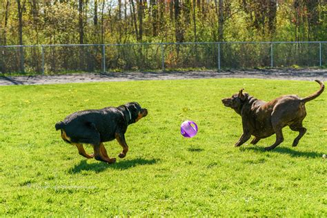 Exploring 3 dog parks near me for the playful pup - Nancy Kieffer Photography Exploring 3 dog ...