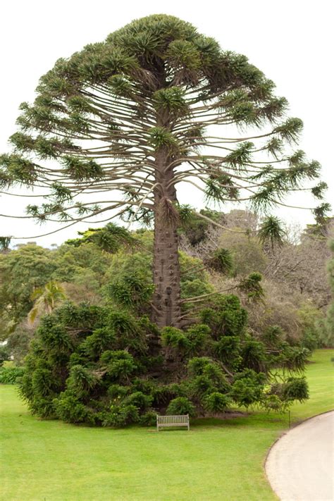 51 Common Types of Pine Trees in North America (photos) - ProGardenTips