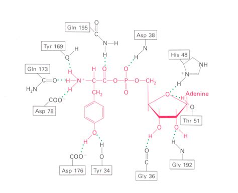 Tyrosine-Trna Ligase; Tyrosyl T RNA Synthetase