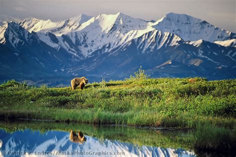 Tips for photographing Alaska wildlife