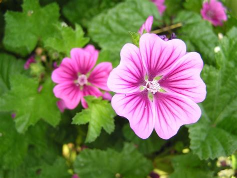 John Starnes' Urban Farm: Malva sylvestris