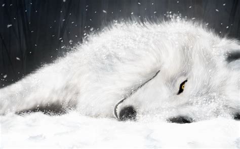 White Fox Wallpapers - Wallpaper Cave