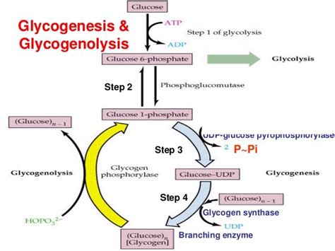 7 glycogen metabolism